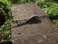 /album/foz-do-igua%c3%a7u-pr/a091010-283-iguana-trilhacataratas-pqnaciguacu-jpg/